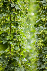 Echter Hopfen (Humulus lupulus)  