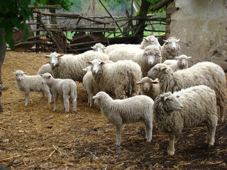 Naklejka premium sheep