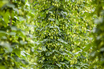 Echter Hopfen (Humulus lupulus)  