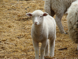 Obraz premium sheep