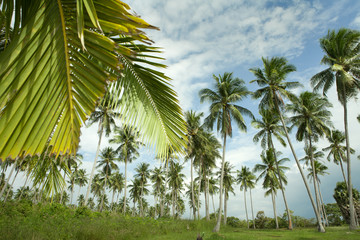 Obraz premium tropic