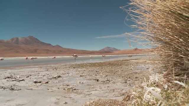 Laguna Hedionda with Flamingos i Bolivia