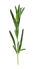 Rosemary twig isolated on white background