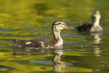 Mallard, Anas platyrhynchos