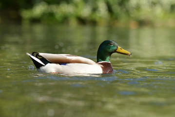 Mallard, Anas platyrhynchos