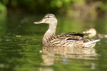 Mallard, Anas platyrhynchos