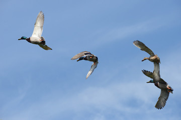 Mallard, Anas platyrhynchos