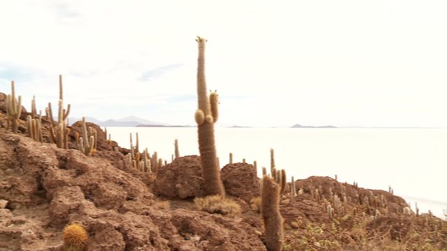 Isla del Pescado, Salar de Uyuni, Bolivia
