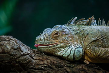 Grüner Leguans, welcher entspannt auf einem Ast liegt