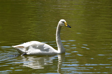 Белый лебедь.