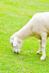 Obraz na płótnie Canvas a sheep 's eating some grass