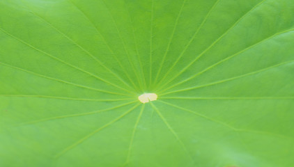 Lotus leaf for background