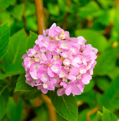  petals of Hydrangea flowers
