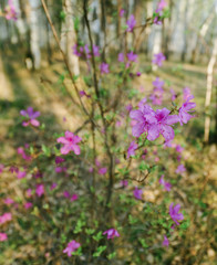 flowering rosemary
