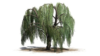 Weeping willow tree - isolated on white background © sabida