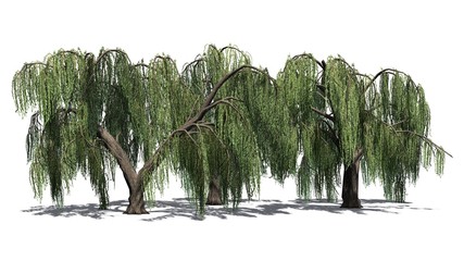 Weeping willow tree cluster  - isolated on white background © sabida