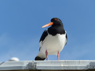 Eurasian oystercatcher (Haematopus ostralegus) on Helgoland