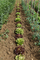 rang de salades dans un potager
