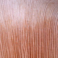 Patterned surface of the bark.