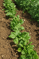 Rang d'épinards dans un potager