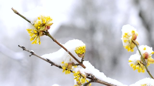 Snow falls on beautiful yellow Cornelian cherry flowers