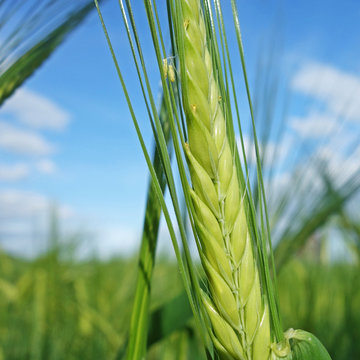 Orge de printemps