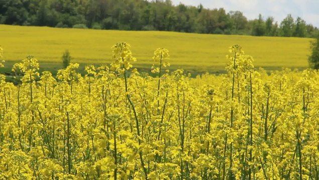 field of rape