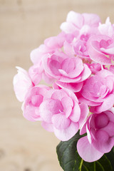 Naklejka premium Pink flower.