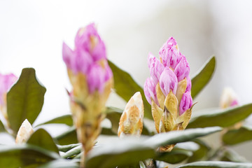 Rhododendron bloom in spring. Beautiful picture.