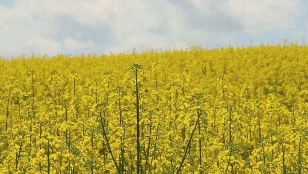 field of rape