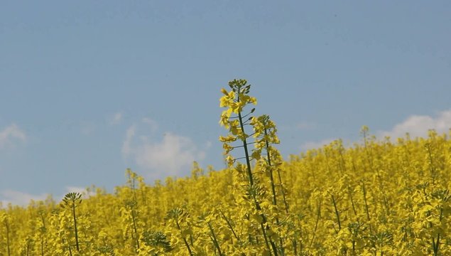 field of rape