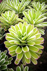 Beautiful colorful foliage on bromeliad plant