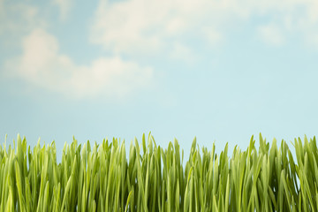 Fototapeta premium Grass.
