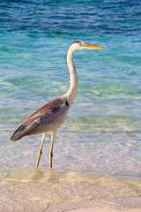 Gray heron