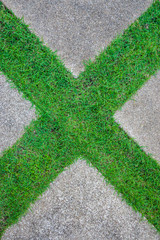 X shape green grass
