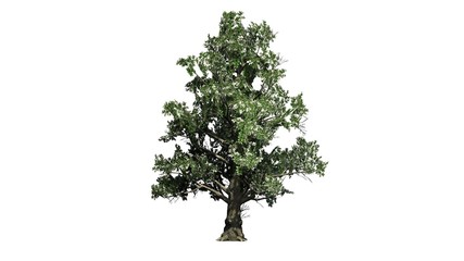 Southern Magnolia Flowers tree on white background © sabida