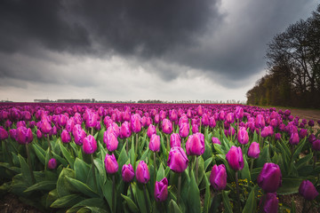 Beautiful bouquet of tulips. colorful tulips. tulips in spring 