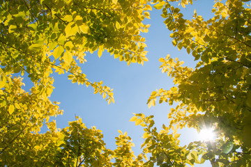 Yellow leaves in spring