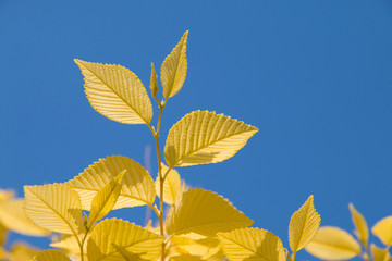 Yellow leaves in spring