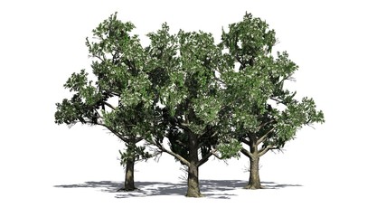 Obraz premium Southern Magnolia Flowers tree on white background