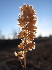 сухое растение