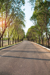 spring forest road