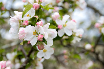 Fototapeta na wymiar Flowering fruit tree. Branch closeup
