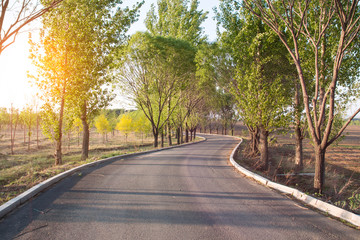 spring forest road