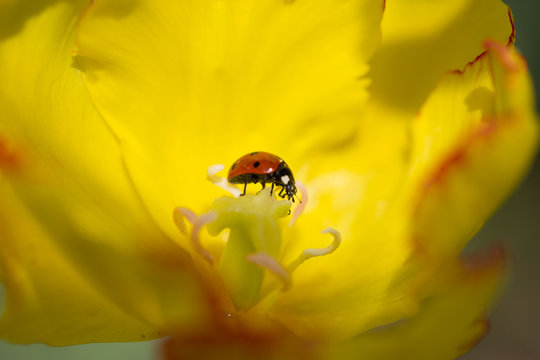Marienkäfer auf Tulpe