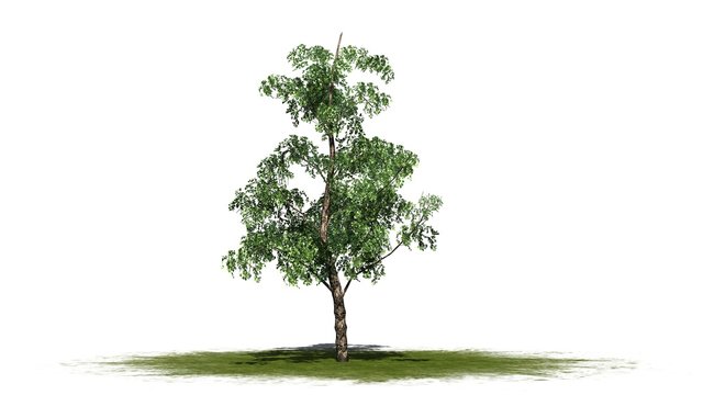 River Birch tree - isolated on white background