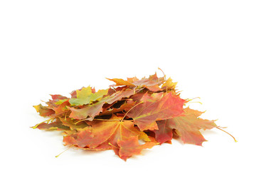 Autumn leaf isolated on white