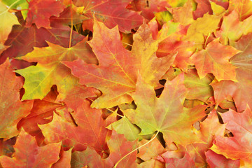Naklejka na ściany i meble Background of autumn leafs