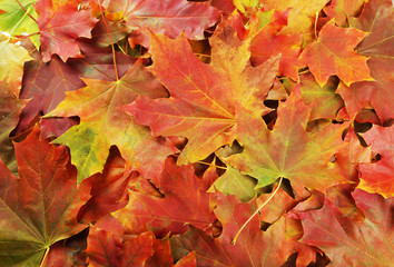 Background of autumn leafs