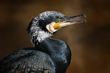 cormorant